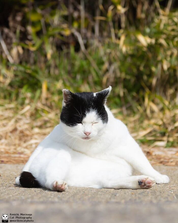 Wait, They Actually Ranked Cat Pics? Here Are 61 Paw-some Shots!