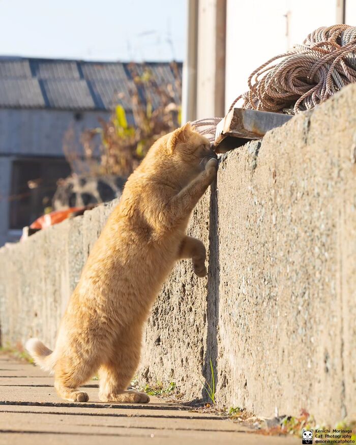 Wait, They Actually Ranked Cat Pics? Here Are 61 Paw-some Shots!