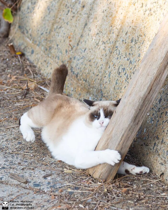 Wait, They Actually Ranked Cat Pics? Here Are 61 Paw-some Shots!