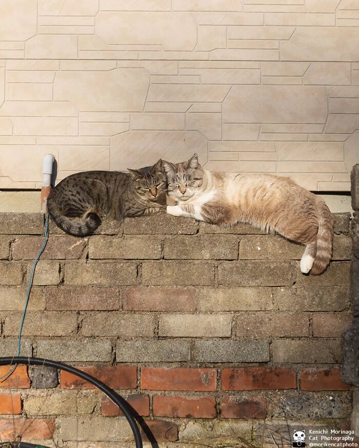 Wait, They Actually Ranked Cat Pics? Here Are 61 Paw-some Shots!