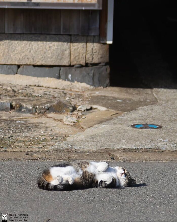 Wait, They Actually Ranked Cat Pics? Here Are 61 Paw-some Shots!