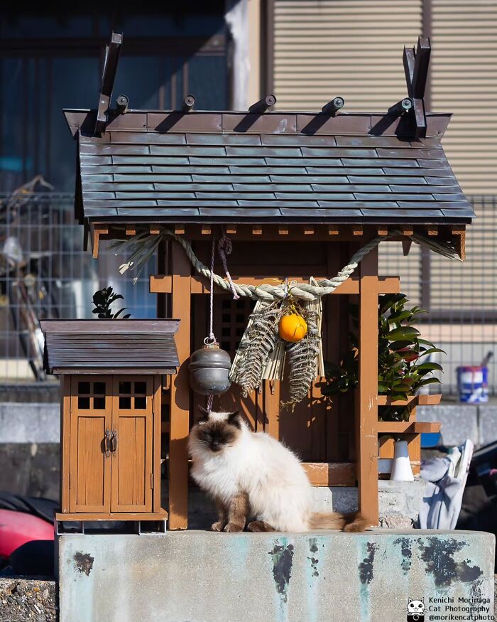 Wait, They Actually Ranked Cat Pics? Here Are 61 Paw-some Shots!