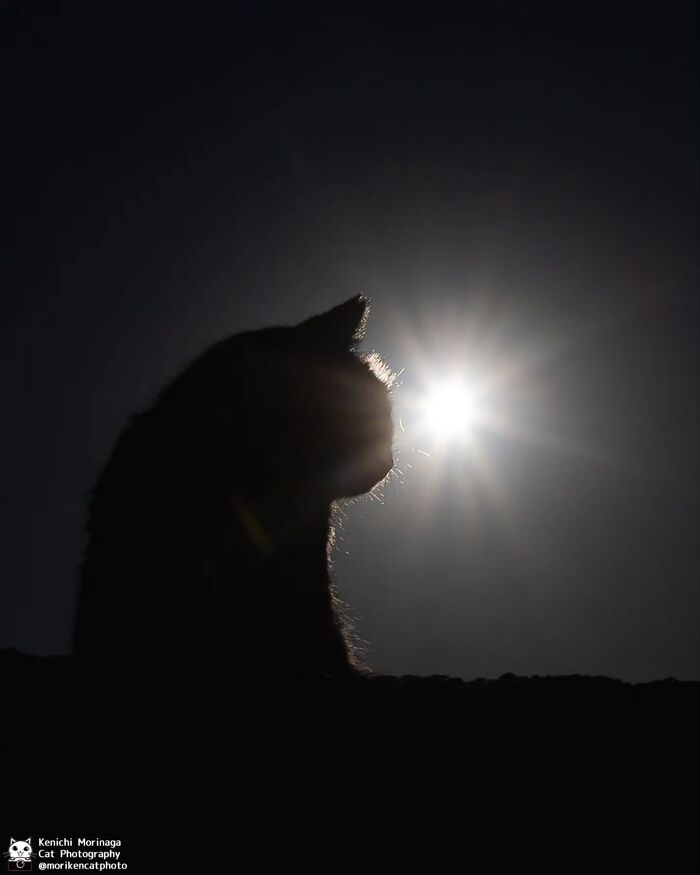 Wait, They Actually Ranked Cat Pics? Here Are 61 Paw-some Shots!