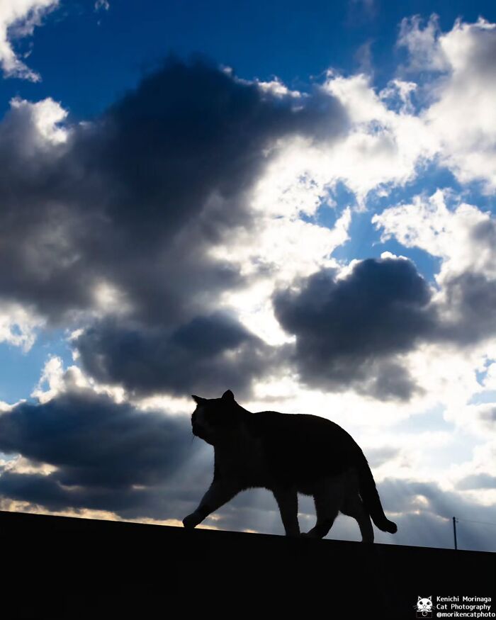 Wait, They Actually Ranked Cat Pics? Here Are 61 Paw-some Shots!