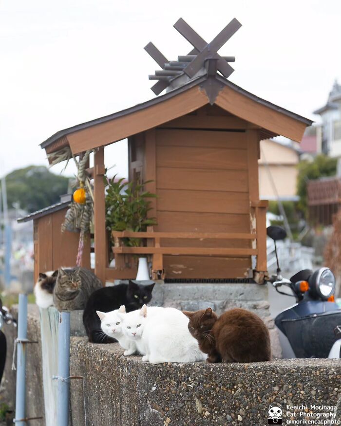 Wait, They Actually Ranked Cat Pics? Here Are 61 Paw-some Shots!