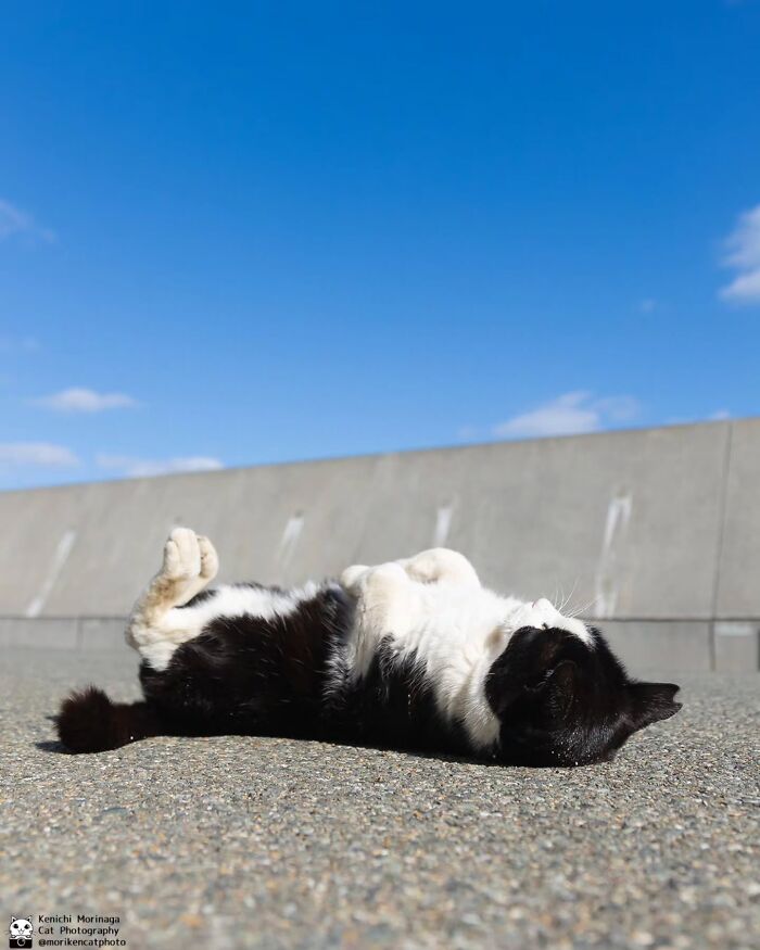 Wait, They Actually Ranked Cat Pics? Here Are 61 Paw-some Shots!