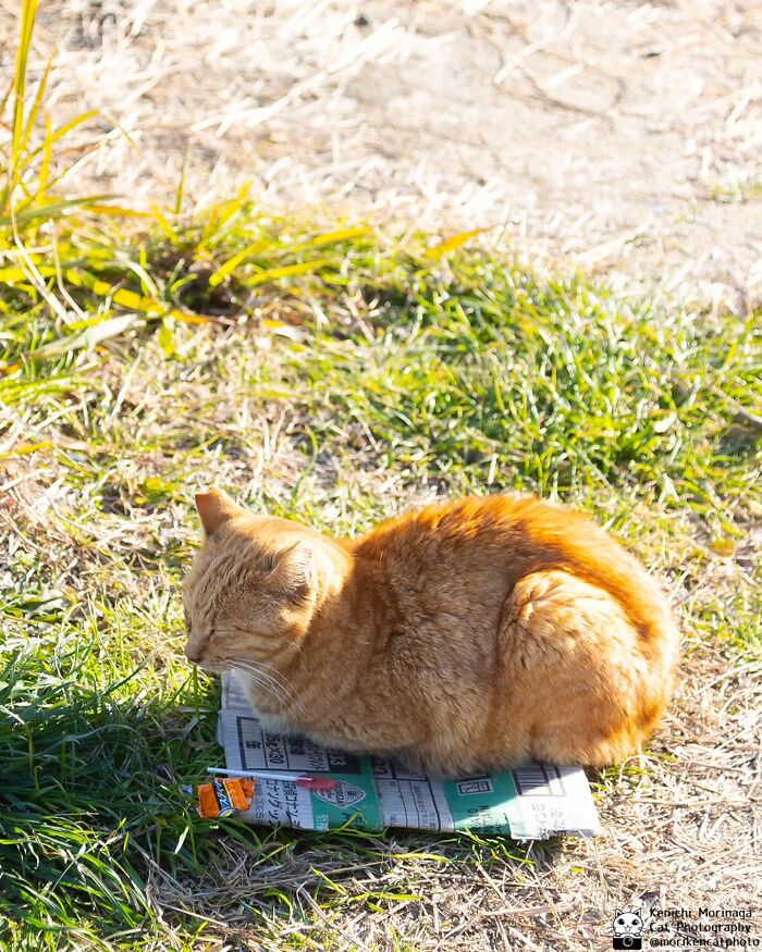 Wait, They Actually Ranked Cat Pics? Here Are 61 Paw-some Shots!