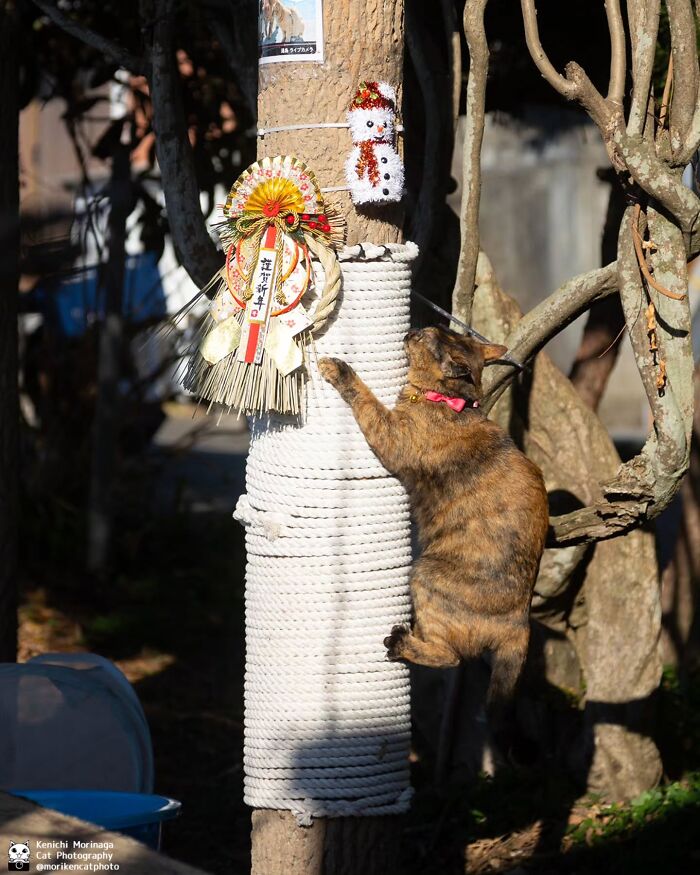 Wait, They Actually Ranked Cat Pics? Here Are 61 Paw-some Shots!