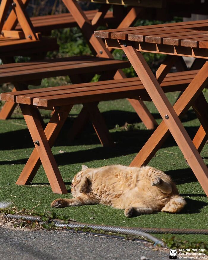 Wait, They Actually Ranked Cat Pics? Here Are 61 Paw-some Shots!