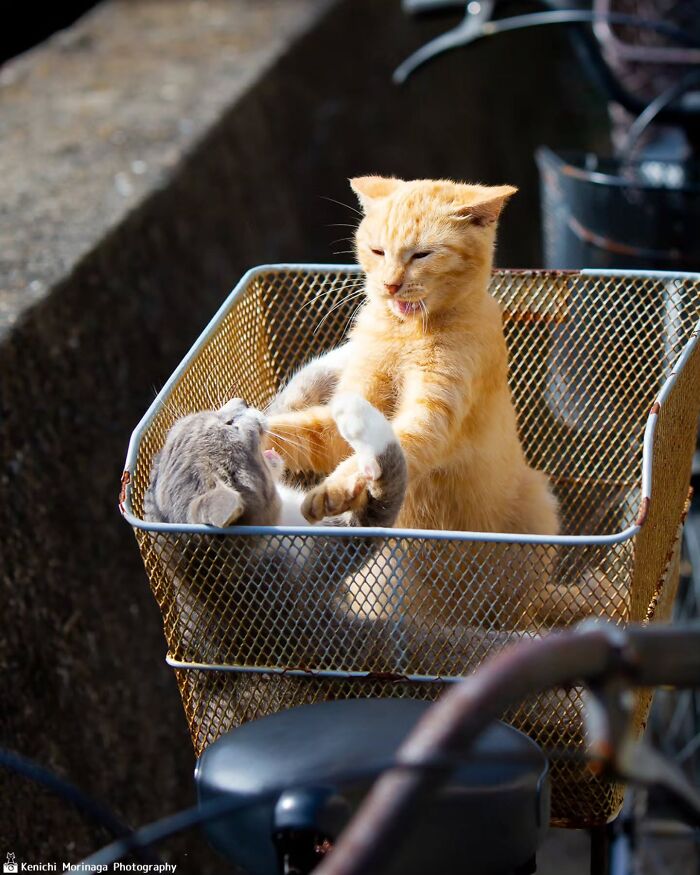 Wait, They Actually Ranked Cat Pics? Here Are 61 Paw-some Shots!