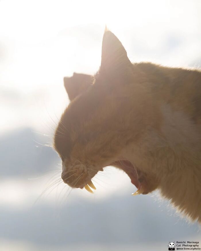 Wait, They Actually Ranked Cat Pics? Here Are 61 Paw-some Shots!