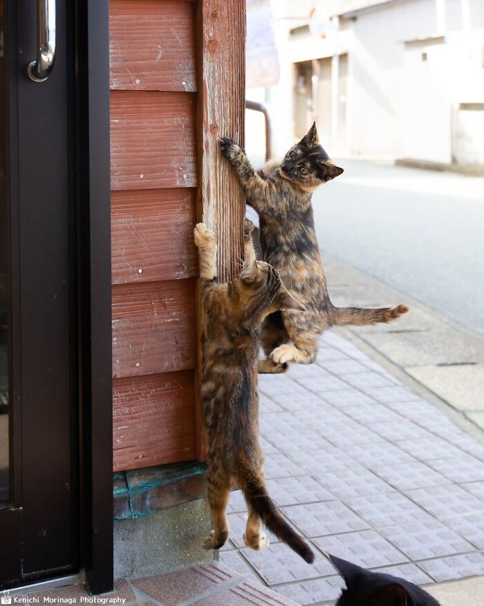 Wait, They Actually Ranked Cat Pics? Here Are 61 Paw-some Shots!