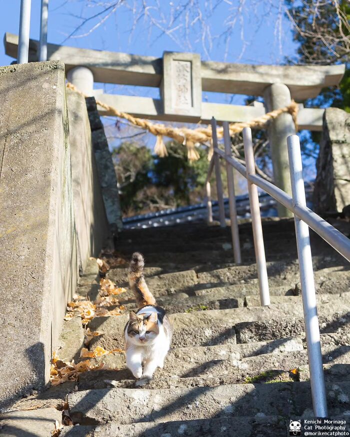 Wait, They Actually Ranked Cat Pics? Here Are 61 Paw-some Shots!