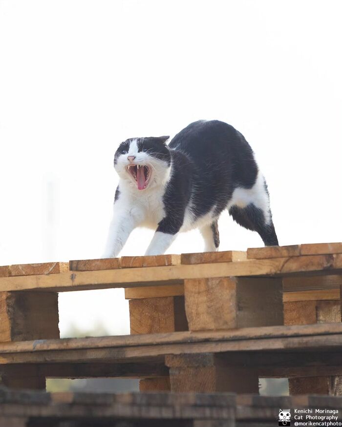 Wait, They Actually Ranked Cat Pics? Here Are 61 Paw-some Shots!