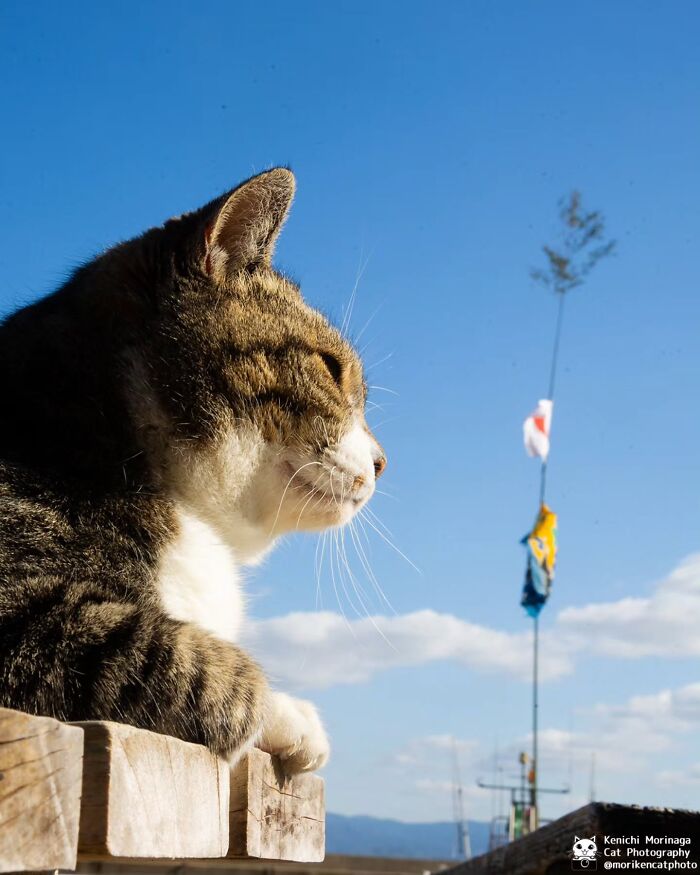 Wait, They Actually Ranked Cat Pics? Here Are 61 Paw-some Shots!