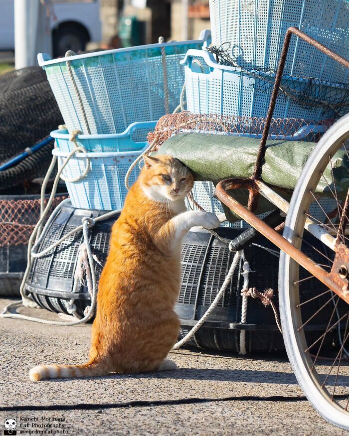 Wait, They Actually Ranked Cat Pics? Here Are 61 Paw-some Shots!