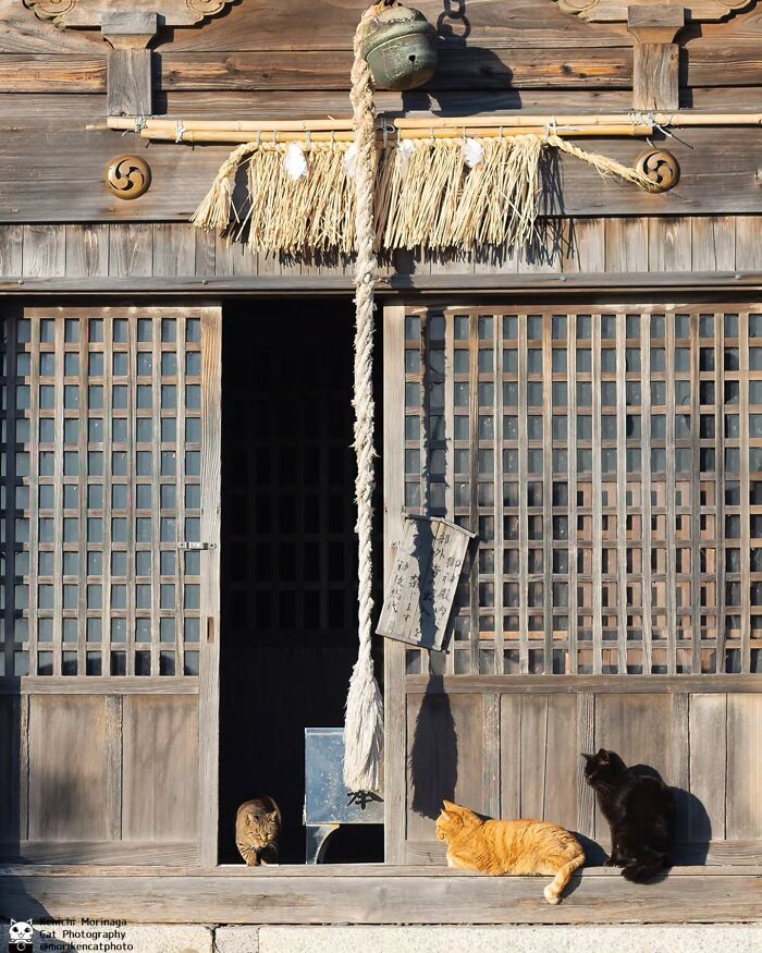 Wait, They Actually Ranked Cat Pics? Here Are 61 Paw-some Shots!