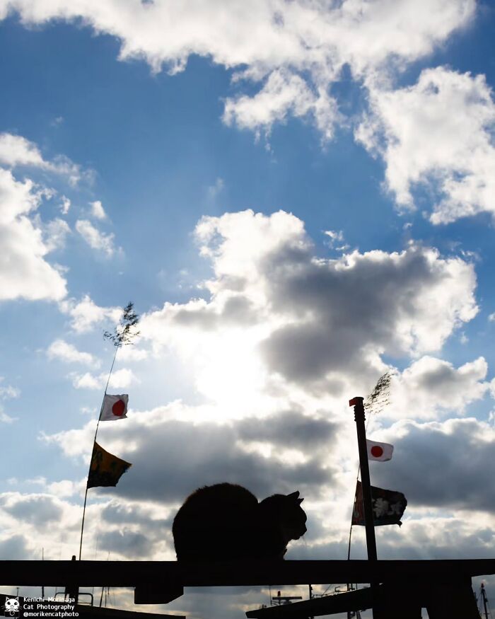 Wait, They Actually Ranked Cat Pics? Here Are 61 Paw-some Shots!