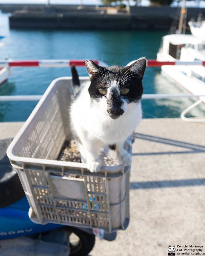 Wait, They Actually Ranked Cat Pics? Here Are 61 Paw-some Shots!