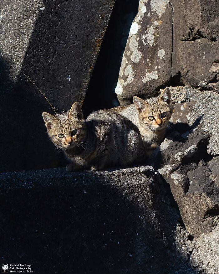 Wait, They Actually Ranked Cat Pics? Here Are 61 Paw-some Shots!