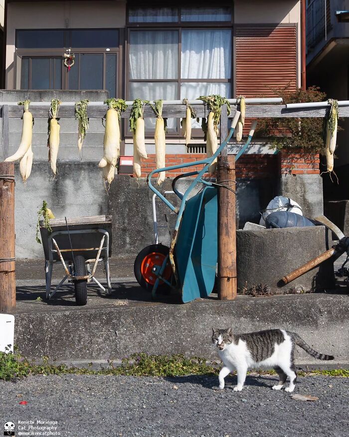 Wait, They Actually Ranked Cat Pics? Here Are 61 Paw-some Shots!