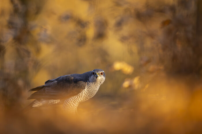 Wait Till You See These Wild Pics That Will Totally Blow Your Mind!