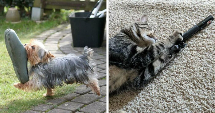 Pets Caught Red-Pawed: When Fur Babies Go Full Sneak Mode