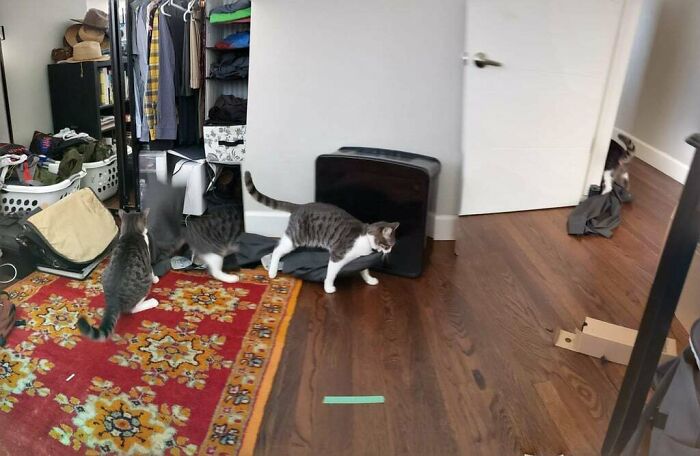 Cat Vs. Pants: The Epic Closet Heist