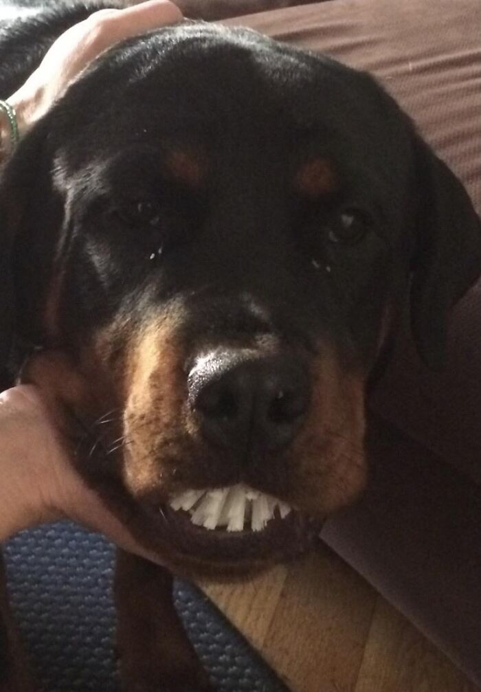 Dish Brush Head: The Great Canine Caper