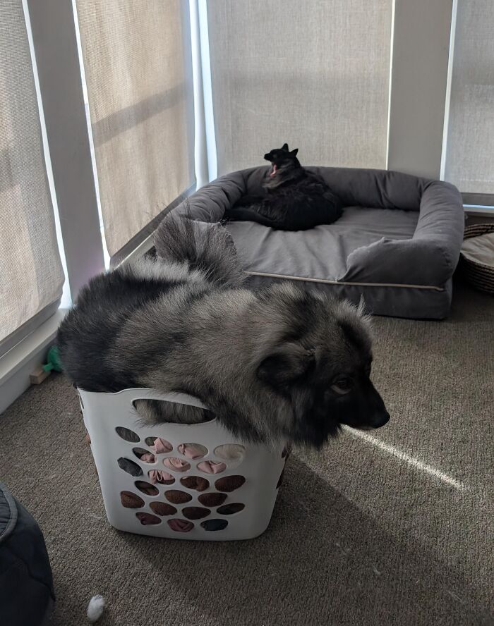 The Cat Who Stole the Dog’s Bed and Owned It