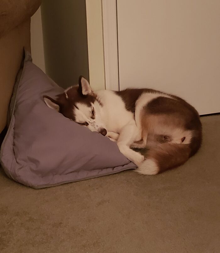 Pillow Thief Caught Napping