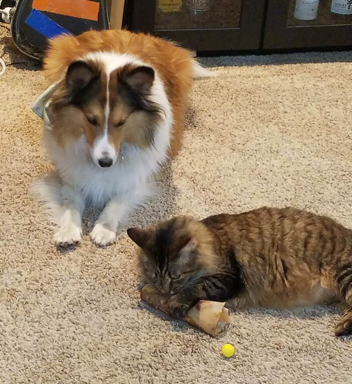 Dog’s Bone Stolen By Cat. Drama Ensues.