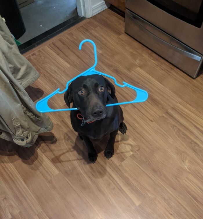 Caught Red Pawed in the Closet Raid