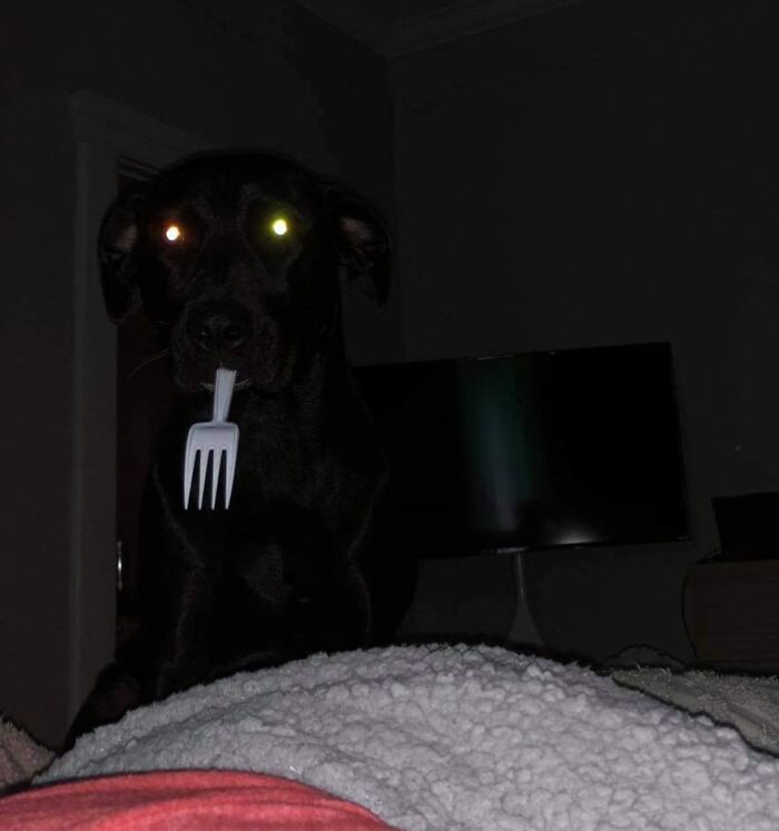 Fork Thief on the Loose