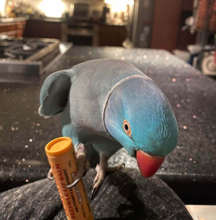 Cosmo’s Chapstick Collection