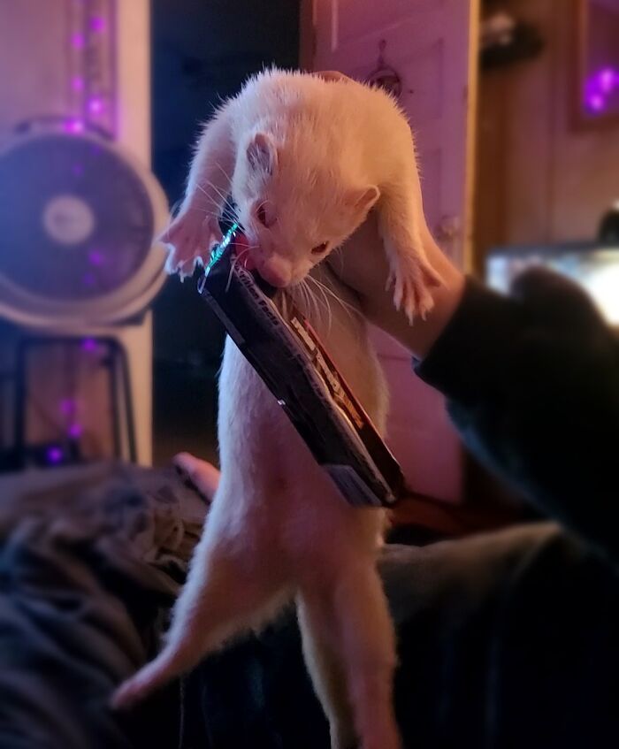 Almost Nabbed the Whole Snickers Bar!