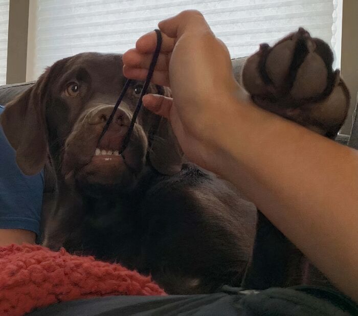 Moose: The Hair Tie Hoarder