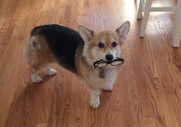 Corgi Thief Trading Treasures for Treats