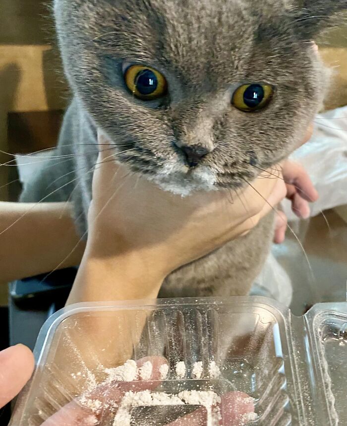 Thief! Stole My Mochi