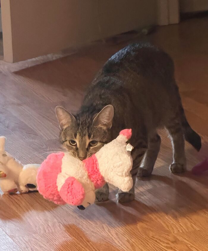 Mango and the Stuffie Parade