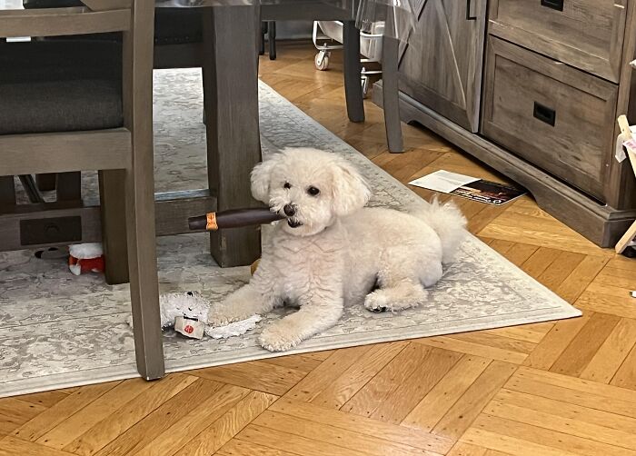 Dog Steals Toy Cigar From Kid’s Dance Props