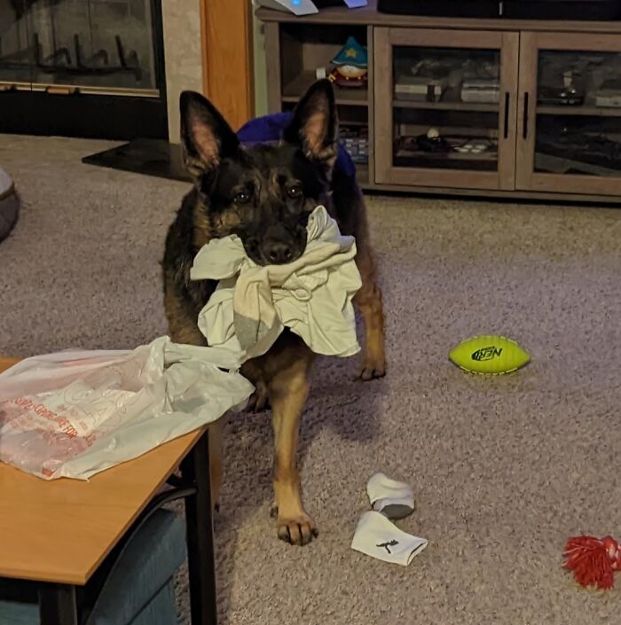 From Sock Snatcher to Bolder Bandit