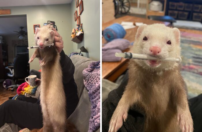 Ferret’s Medicine Syringe Heist