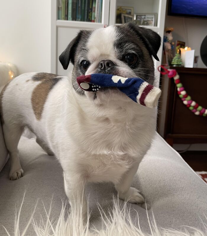 Meet Ross, The Christmas Baby Thief