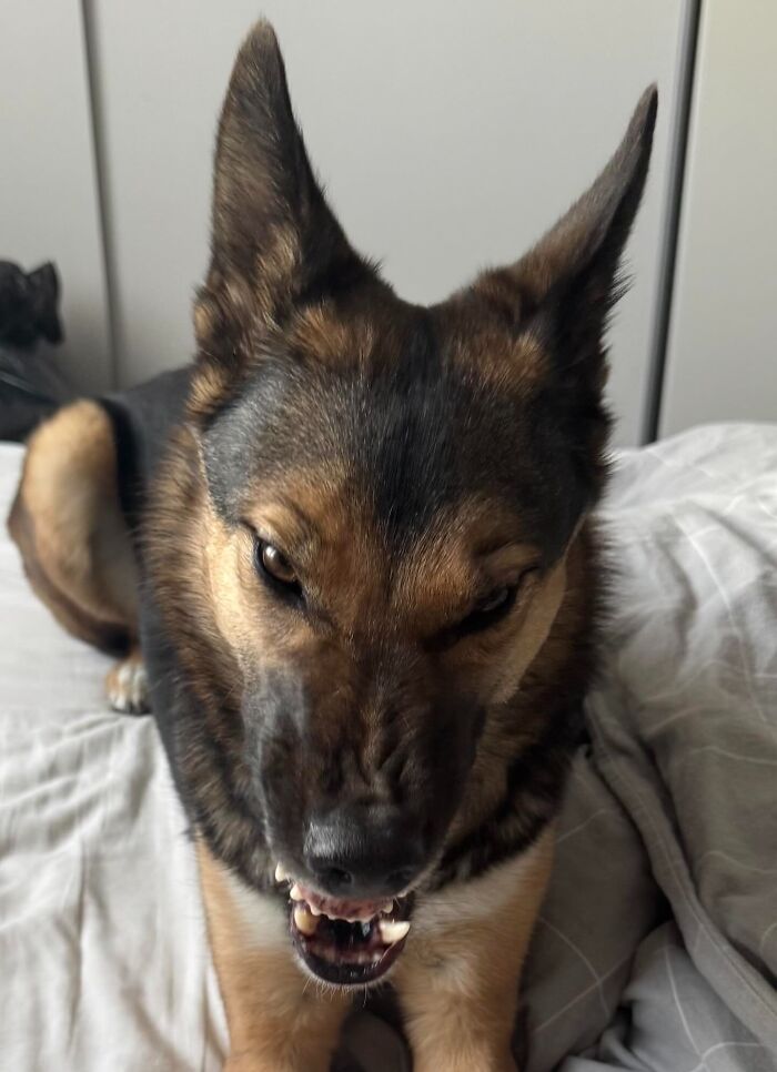 She Was Just Sneezing, But Then Live Photo Turned Her Into A Mini Demon