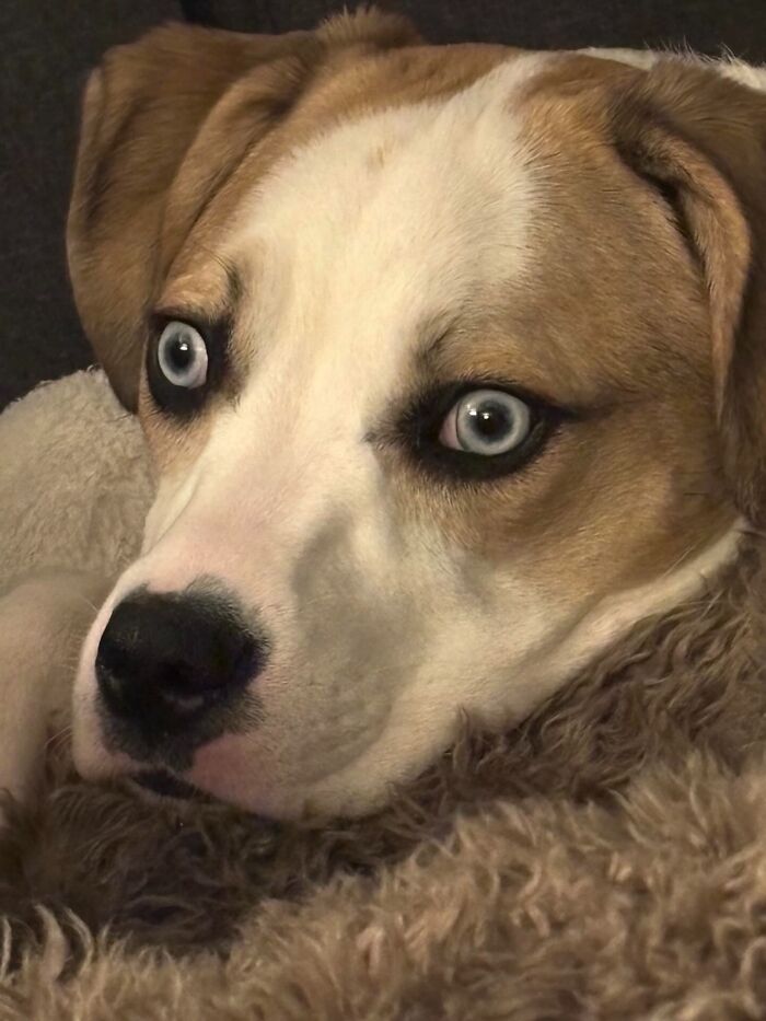 He’s A Total Looker, But Those Wild Eyes Guarantee Unhinged Pics