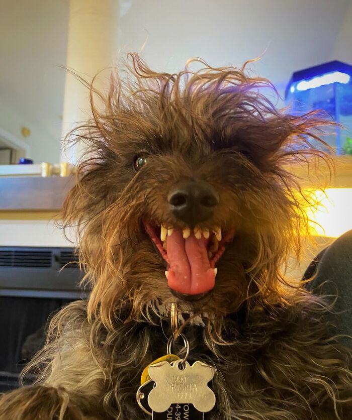 My Friend’s Dog: 5 Pounds Of Pure, Unstoppable Evil