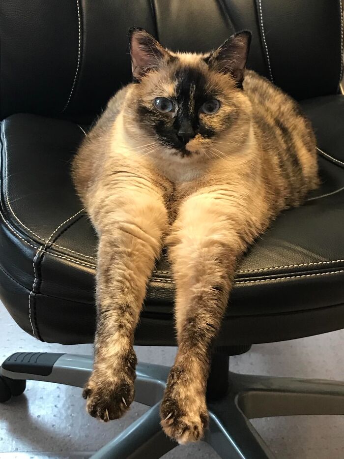 Kiki Was A Normal Cat. Then This Photo Happened. And Math Broke.