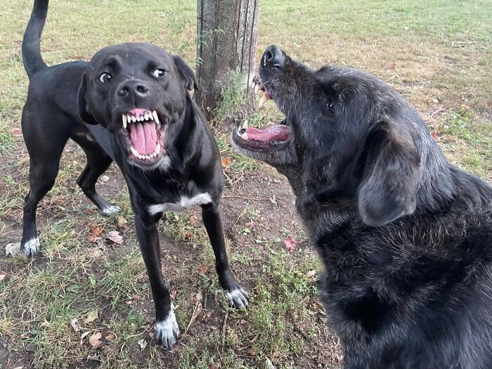 Wait, These Pets Went Full Chaos Mode And We're Here For It