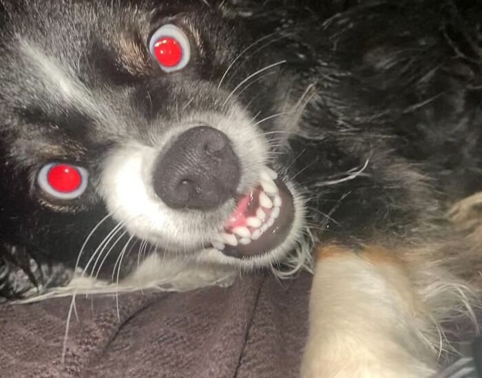 Wait, These Pets Went Full Chaos Mode And We're Here For It